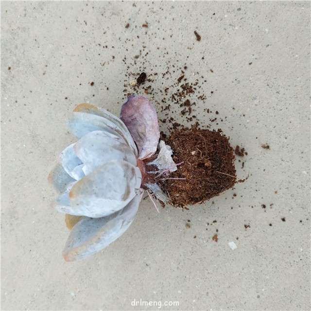 服盆不了的雪莲