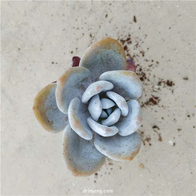 服盆不了的雪莲