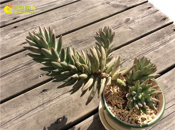 多肉植物长期干瘪长不肥 怎么办 图片