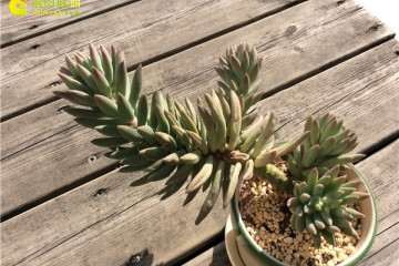 多肉植物长期干瘪长不肥 怎么办 图片