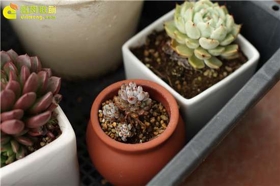 什么是多肉植物全日照和半日照 图片