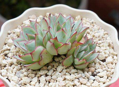 为什么不会养多肉的 直接浇水 就可以了