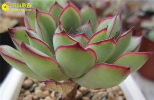 为什么不会养多肉的 直接浇水 就可以了