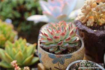为什么不会养多肉的 直接浇水 就可以了