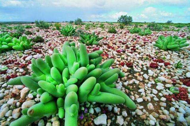 为什么沙漠植物大多都是多肉植物 图片