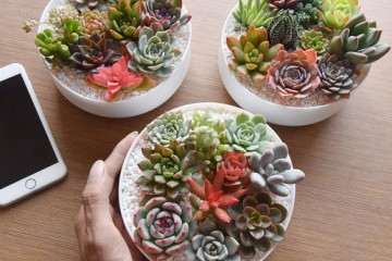 多肉植物不适合室内种植 怎么办 图片