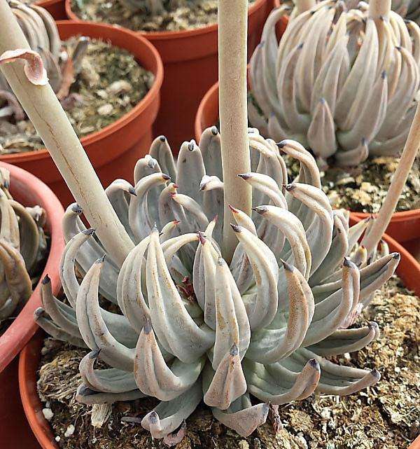 多肉1周才浇水1次 为什么要控水吗 图片