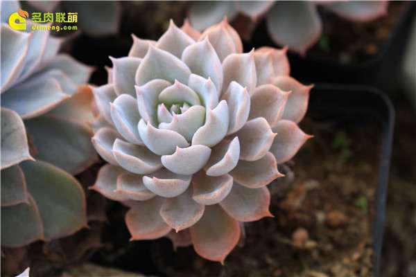 多肉1周才浇水1次 为什么要控水吗 图片