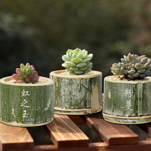 多肉1周才浇水1次 为什么要控水吗 图片