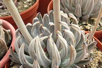 多肉1周才浇水1次 为什么要控水吗 图片