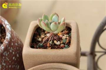 为什么多肉植物服盆后 还是会死 图片