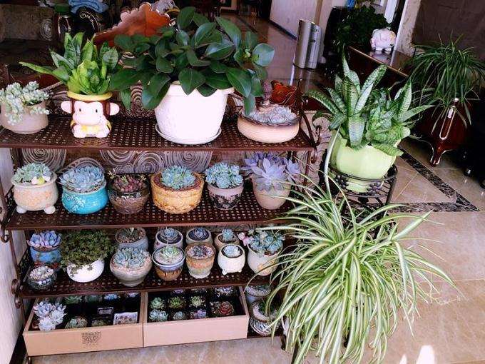 怎样自制多肉肥料的方法 很简单 图片