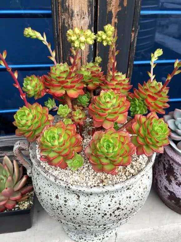 怎样自制多肉肥料的方法 很简单 图片