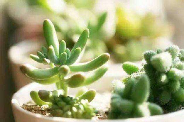 淘米水可以浇多肉植物吗 会死吗 图片