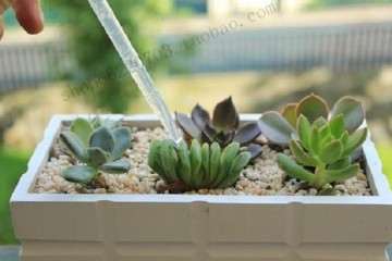 淘米水可以浇多肉植物吗 会死吗 图片