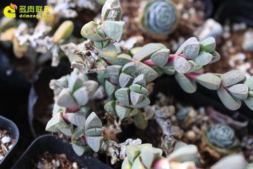怎么判断多肉土干透了 可以浇水 图片
