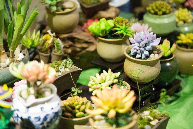 怎么判断多肉土干透了 可以浇水 图片