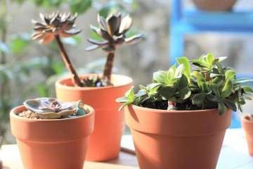 为什么多肉太透水透气 会发白长青苔