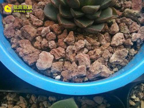 多肉植物的铺面土泛白 怎么办 图片