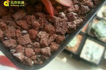 多肉植物的铺面土泛白 怎么办 图片