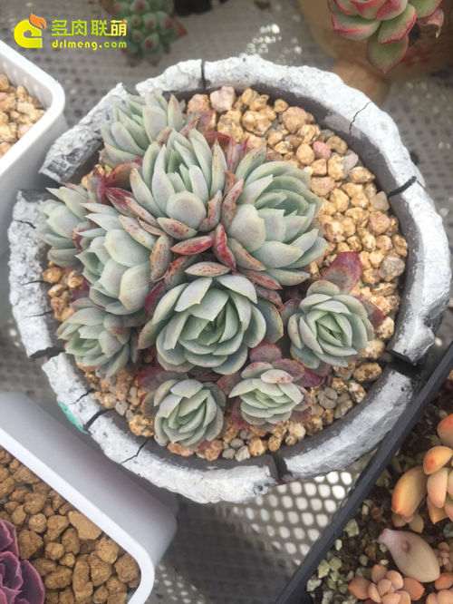 种植多肉植物可以用水泥花盆吗 图片