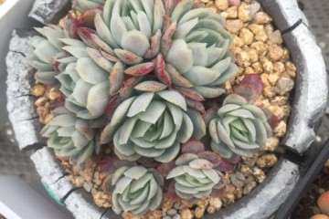 种植多肉植物可以用水泥花盆吗 图片