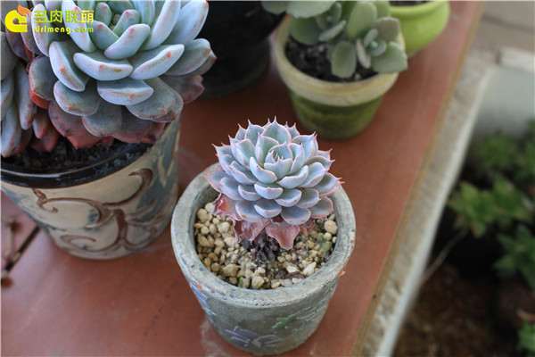 夏天多肉植物浇水控水的方法 图片