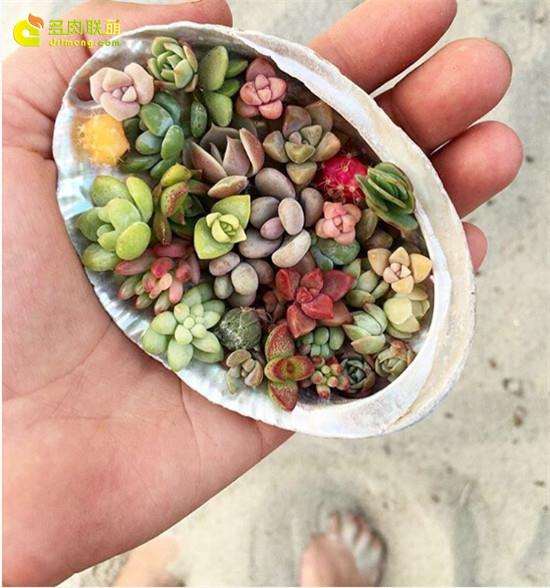 夏天多肉植物浇水控水的方法 图片