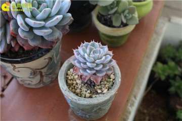 夏天多肉植物浇水控水的方法 图片