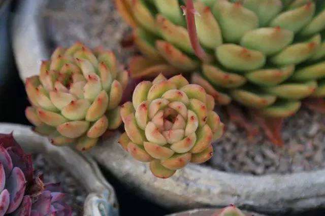 为什么多肉植物喷多菌灵 没用 怎么办