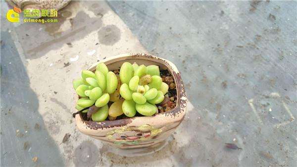 为什么夏天多肉植物淋雨有3个风险 图片