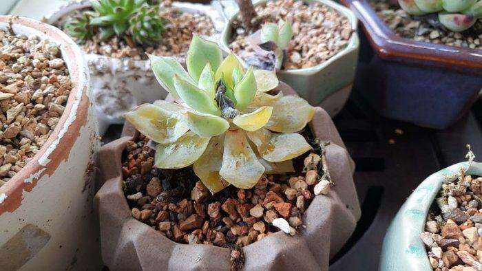 为什么夏天多肉植物淋雨有3个风险 图片