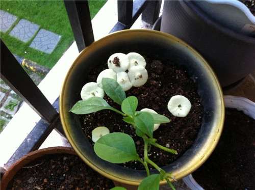 多肉花盆里长出蘑菇 怎么办 图片