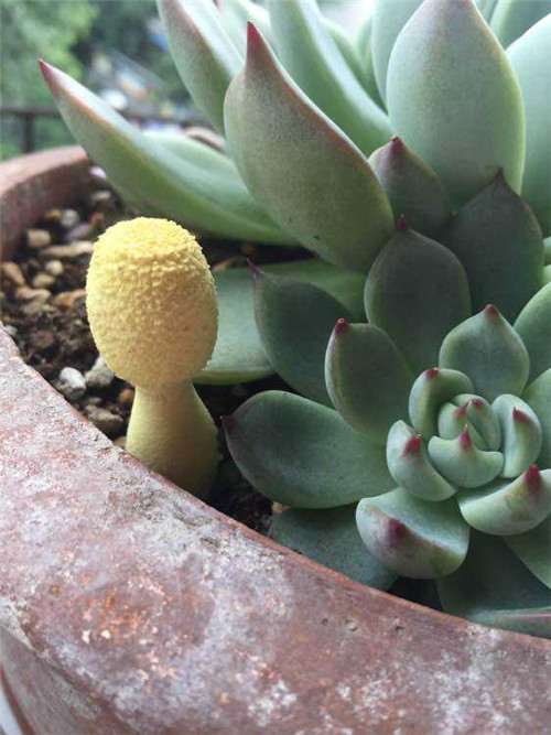 多肉花盆里长出蘑菇 怎么办 图片