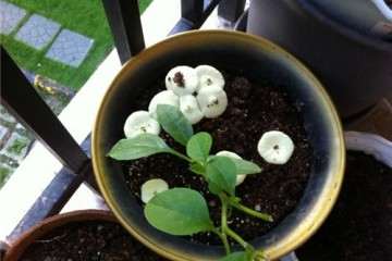 多肉花盆里长出蘑菇 怎么办 图片