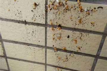 暴雨导致多肉花盆泥土流失 怎么办 图片