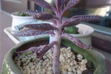 多肉植物一排整齐圆圆的卵 怎么办 图片