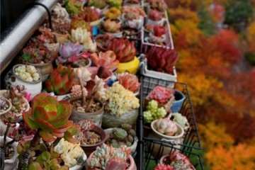 为什么多肉植物不能搬来搬去 图片