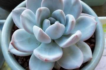 为什么草木灰可以用于多肉植物的底肥