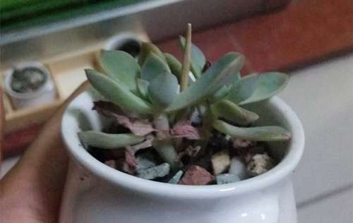 多肉植物的叶片发蔫干枯 怎么办 图片