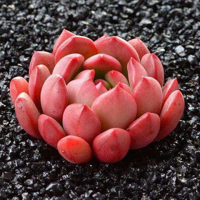 多肉植物的叶片发蔫干枯 怎么办 图片