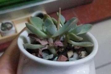 多肉植物的叶片发蔫干枯 怎么办 图片