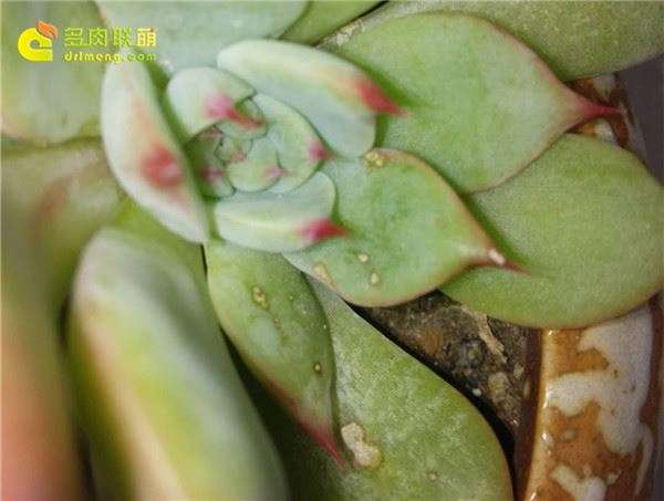 多肉叶片上有小白点 怎么办 图片