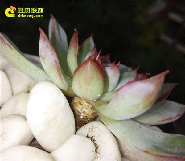 多肉叶片上有小白点 怎么办 图片