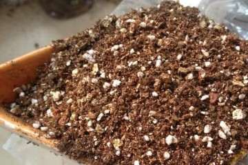 多肉植物配土的最佳比例是多少 图片