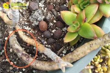 多肉植物的茎干发软 怎么办 图片