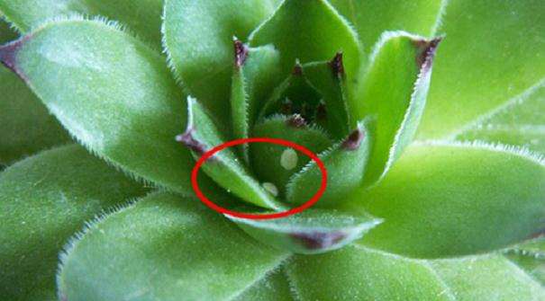 为什么多肉会长蚧壳虫 怎么办 图片