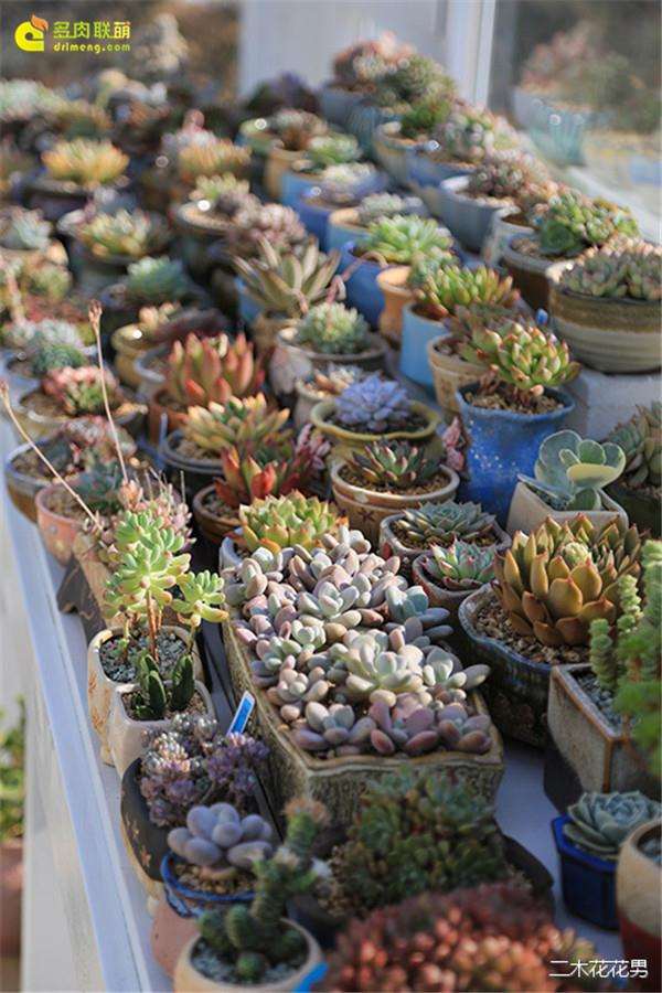 多肉植物可以隔着玻璃养吗 图片