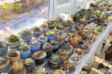 多肉植物可以隔着玻璃养吗 图片
