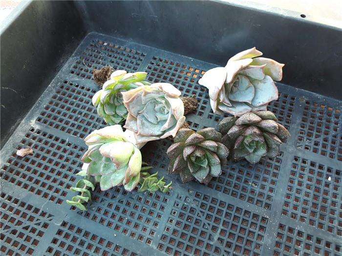 为什么不要购买宿迁多肉 什么原因